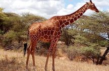 2-Day Maasai Mara National Reserve Safari from Nairobi