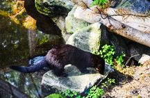Day Trip to Ranua Arctic Wildlife Park from Rovaniemi