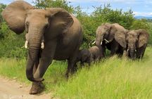 Kruger National Park - Private 3 day, 2 night safari trip.