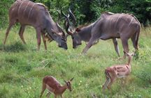 Kruger National Park - Private 3 day, 2 night safari trip.
