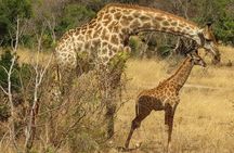 Kruger National Park - Private 3 day, 2 night safari trip.