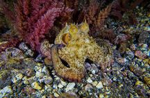 PADI ReActivate, Refresh your scuba skills!