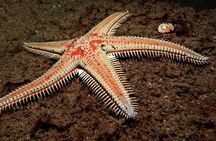 Scuba Night Dive on Tenerife