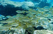 PADI ReActivate, Refresh your scuba skills!