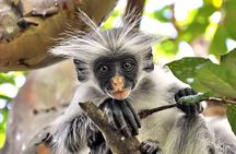 Dolphin Adventure, Salaam Cave Tour, Jozani Monkey Tour, The Rock