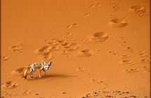 2Days Share Tour From Fes To Marrakech Via Sahara Desert Morocco