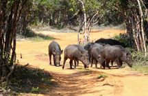 Udawalawe Safari Private Day Tour Kaluthara/Beruwala/Bentota/Kosgoda/Ahungalla