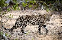 Yala Safari Private Day Tour Kaluthara/Beruwala/Bentota/Kosgoda/Ahungalla