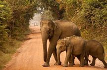 Yala Safari Private Day Tour From Kaluthara/Beruwala/Bentota/Kosgoda/Ahungalla