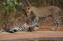 Yala Safari Private Day Tour From Kaluthara/Beruwala/Bentota/Kosgoda/Ahungalla