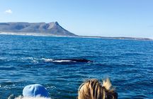 Whale Watching Tour in Hermanus with Hotel Pickup