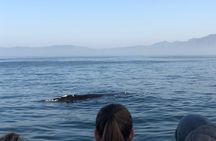 Whale Watching Tour in Hermanus with Hotel Pickup