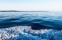 Whale Watching Tour in Hermanus with Hotel Pickup