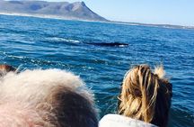 Whale Watching Tour in Hermanus with Hotel Pickup