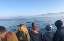 Whale Watching Tour in Hermanus with Hotel Pickup