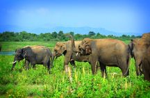 Udawalawe National Park | 4 Hours Private Safari Tour
