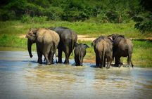 Udawalawe National Park | 4 Hours Private Safari Tour