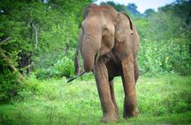 Udawalawe National Park | Half Day Safari Tour