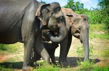 Udawalawe National Park | Half Day Safari Tour