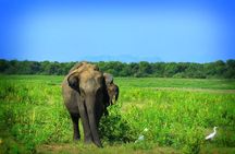 Udawalawe National Park | Half Day Safari Tour