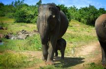 Udawalawe National Park | Full Day Safari Tour 