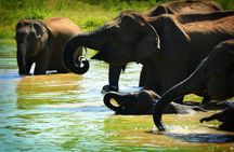 Udawalawe National Park | Full Day Safari Tour 
