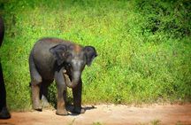 Udawalawe National Park | Full Day Safari Tour 