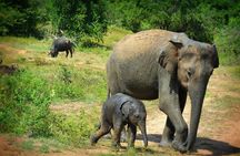 Udawalawe National Park | 3 Hours Safari Tour (Jeep Only)