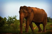 Udawalawe National Park | 3 Hours Safari Tour (Jeep Only)