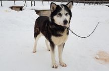 A fun 3-km Husky Safari from Levi Including a Husky Sled Ride