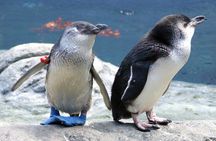 International Antarctic Centre General Admission Ticket