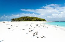 Half-Day Dolphin & Snorkeling Tour in Mnemba Island Zanzibar