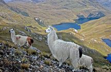 Private Trekking Full-Day Tour at Cajas National Park