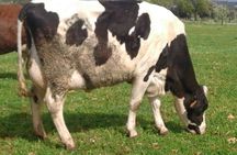 Private Cheese Making Tour in Valle d'Itria with Tastings