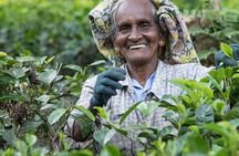 8 Days Guided Cultural Small Group Tour of Sri Lanka