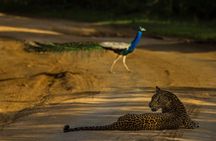 All Inclusive Private Safari at Yala and Bundala National Parks with Lunch