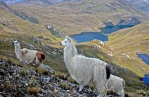 Shared Cajas National Park Full Day Tour