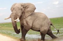 2-Day Tsavo National Park Private Safari from Mombasa
