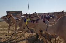 Half-Day Private Guided Camel Race Tour in Qatar