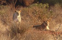 4-Day Tsavo East West and Amboseli National Park from Mombasa