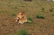 4-Day Tsavo East West and Amboseli National Park from Mombasa