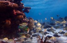 Lagoon Explorer - Ningaloo Reef Full-Day Kayaking and Snorkeling Adventure