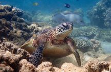 Turtle Tour - Ningaloo Reef Half Day Sea Kayak and Snorkel Tour