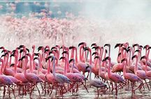 2 Days, 1 Night - Amboseli National Park Safari from Mombasa