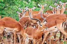 2 Days, 1 Night - Amboseli National Park Safari from Mombasa