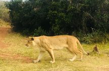 Lion Park Safari Tour in Johannesburg