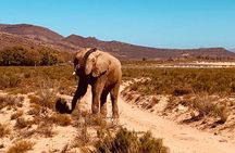 Lion Park Safari Tour in Johannesburg