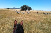 Horse Riding Wildlife Safari