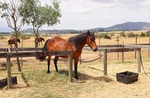 Horse Riding Wildlife Safari