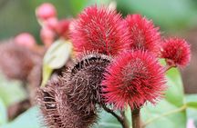 Zanzibar Spice Farm Half-Day Walking Tour